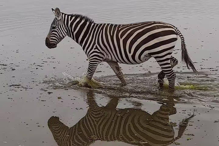 Zebra walking through a shallow water in Amboseli National Park, perfect for a thrilling 3-day safari from Nairobi.