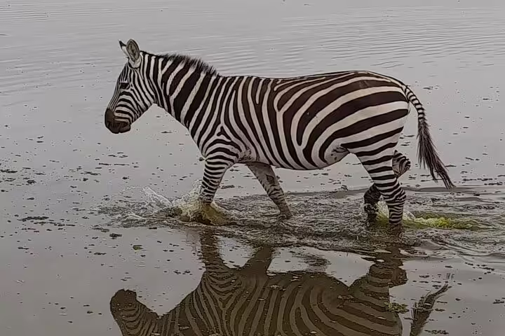Zebra walking through Lake Nakuru's shallow waters, showcasing the vibrant wildlife on the 4-day Jeep safari.