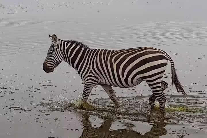 A zebra wading through shallow water in Masai Mara, ideal for capturing wildlife on a 3-day Jeep safari adventure.