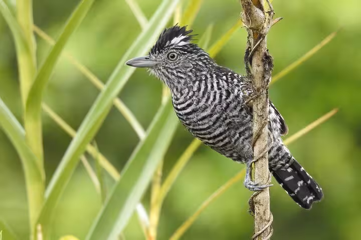 A zebra-striped bird clings to a vine in a vibrant green setting, perfect for a private bird watching tour.