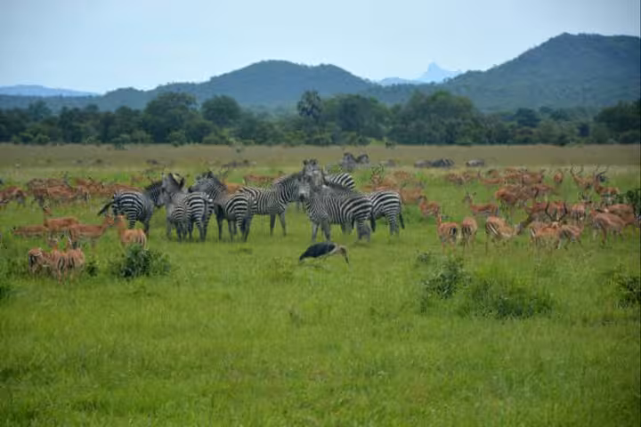 A herd of zebras and antelopes roam the lush green savannah under the distant hills in Mikumi National Park.