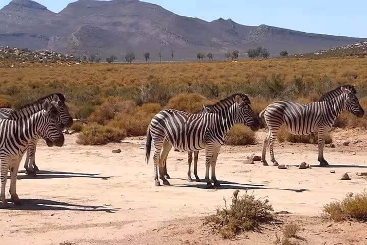 Zebras roam freely at Aquila Game Reserve, offering an authentic South African safari experience.