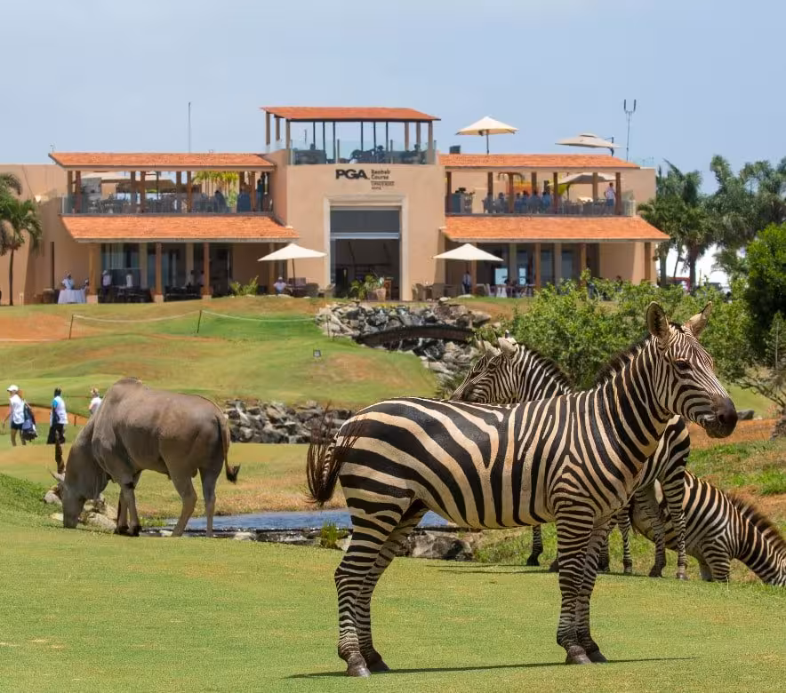 Zebras grazing near a luxury golf resort, combining wildlife and golf in our exclusive group travel package.