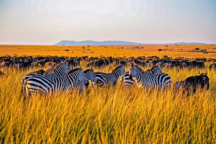 Herd of zebras grazing in the golden savannah of Masai Mara during a vibrant sunset on a 3-day jeep safari.