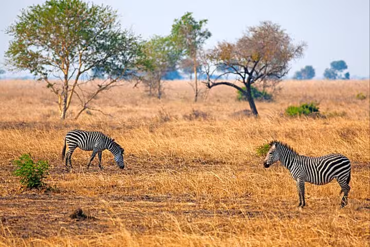 Zebras grazing in the golden grasslands of Mikumi National Park on a vibrant safari tour from Zanzibar.