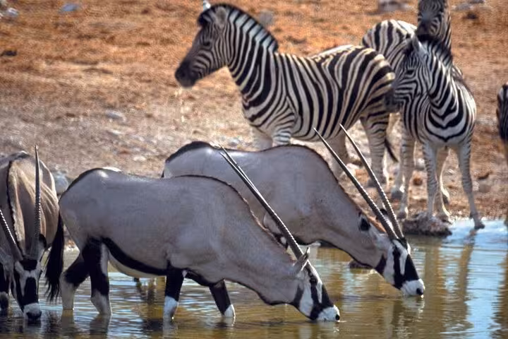 Zebras and oryx drinking at a waterhole in Aquila, showcasing diverse wildlife encounters on a Big 5 safari adventure.