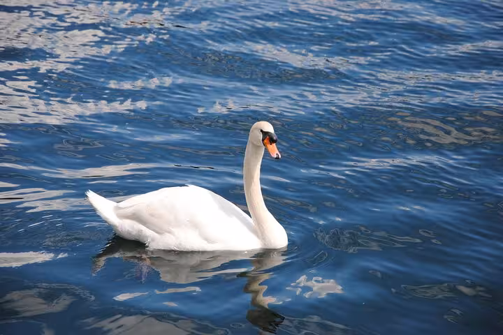 White swan gliding on Lake Zurich, scenic stop on Zurich 360 city walk tour with hidden spots