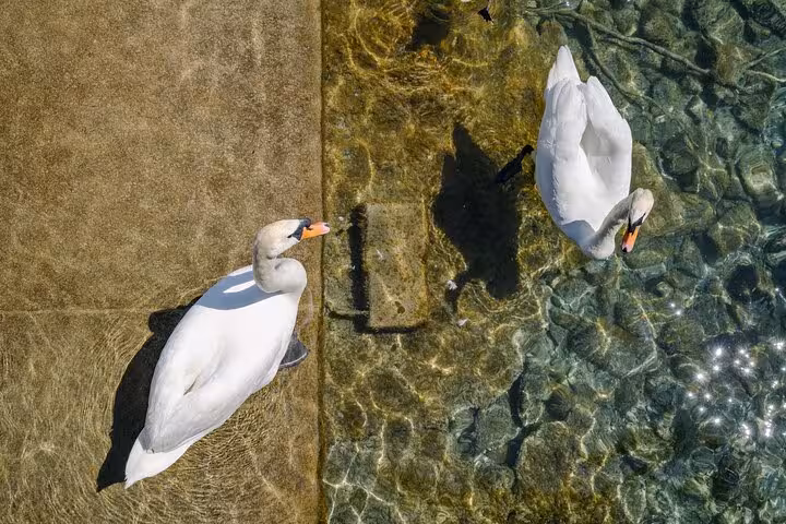 Swans gliding in clear water by Zurich lakefront, peaceful hidden spot on the Zurich 360 City Walk Tour