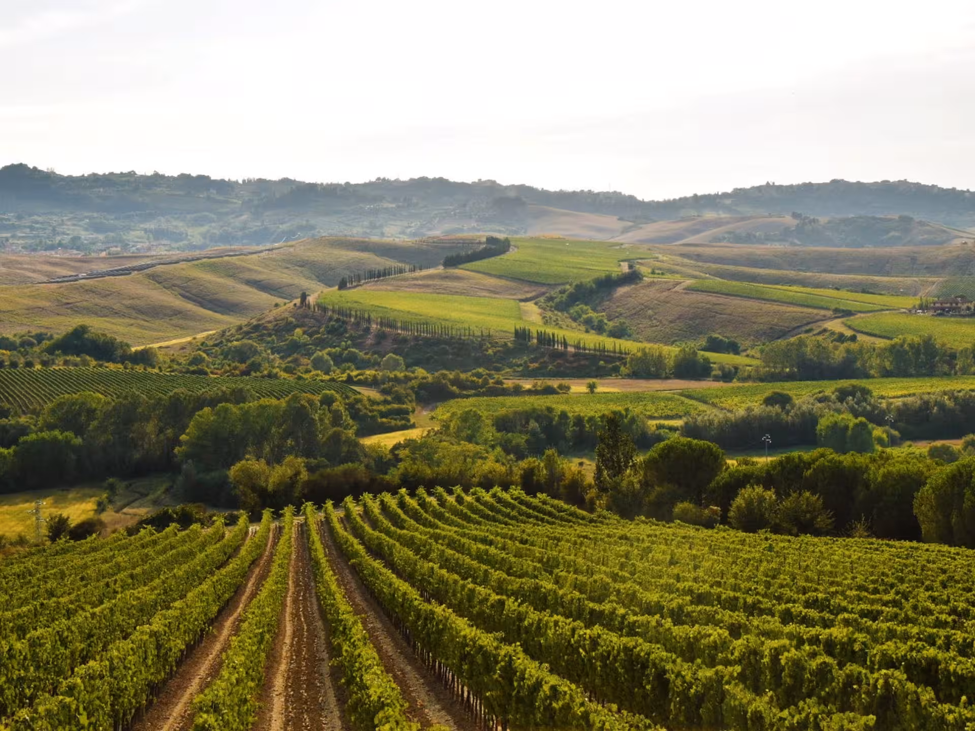 Enjoy panoramic views of rolling vineyards in Tuscany, a stunning backdrop for the Abbey Tour, Wine Tasting, and Lunch near Pisa.
