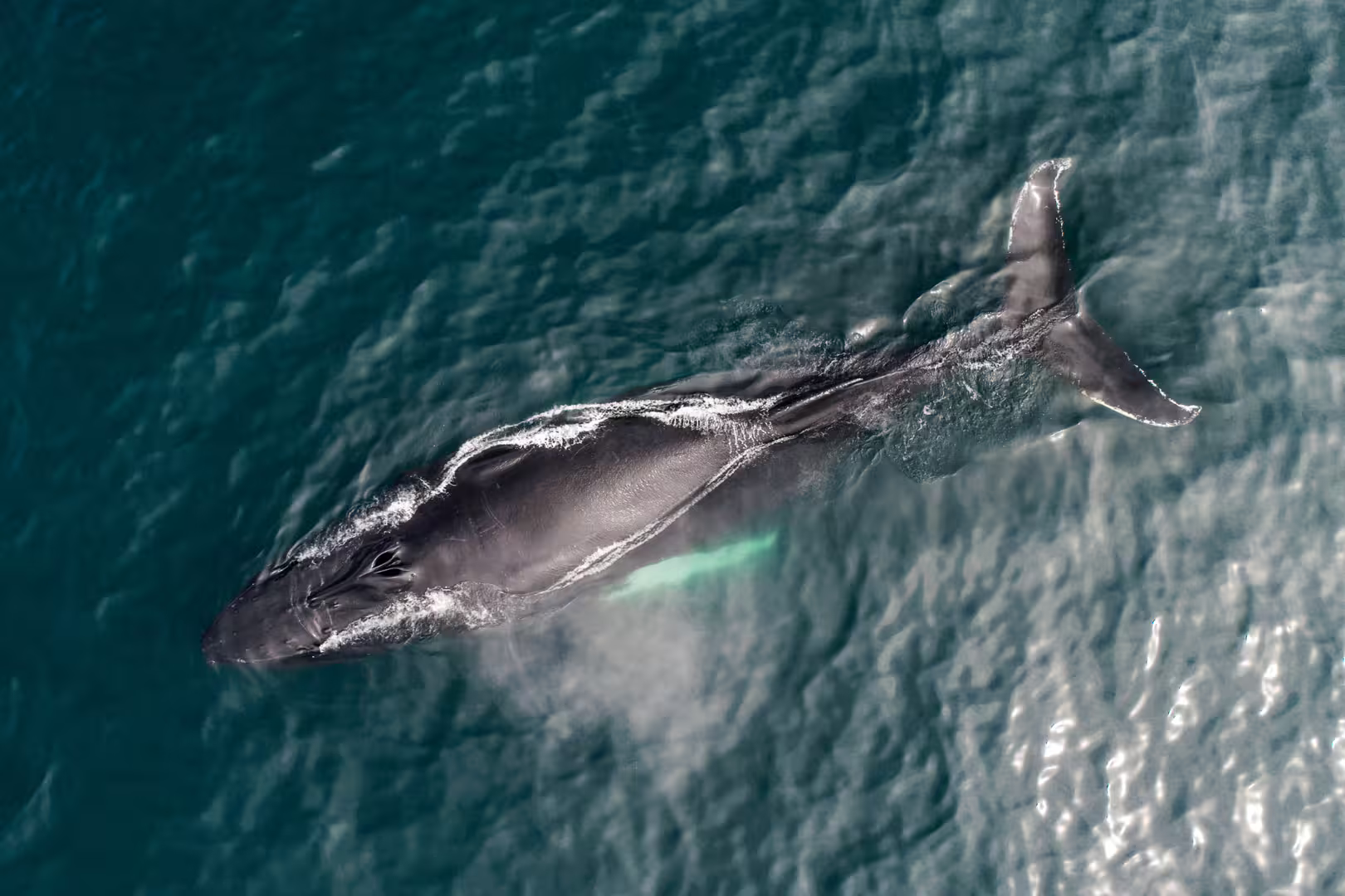 Aerial view of a majestic whale swimming in clear blue waters during a silent, carbon-neutral whale watching tour.