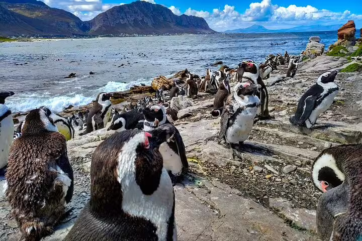 Colony of African penguins basking on rocky shoreline with ocean waves and distant mountains at Cape Agulhas.