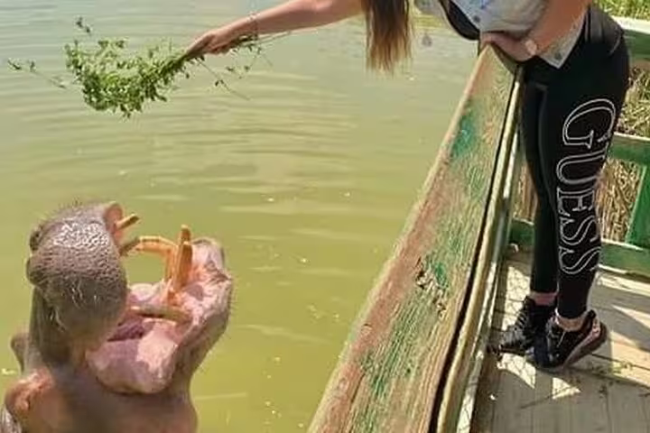 Tour guest feeds a hippopotamus from a dock at Africano Park Alexandria during a private safari day trip from Cairo