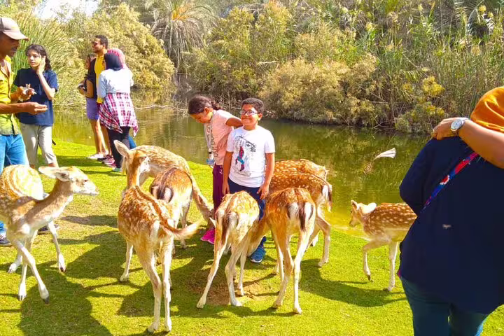 Visitors interact with spotted deer by the lake at Africano Park Alexandria on a private safari from Cairo