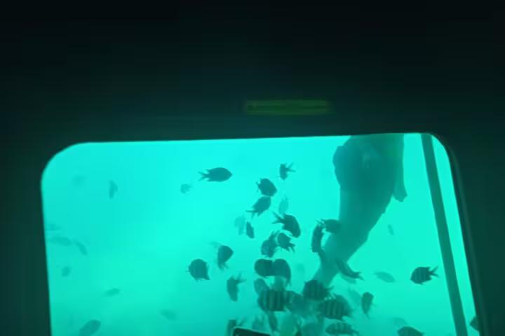 Underwater window view with tropical fish in Ain El Sokhna, Red Sea boat excursion on a day tour from Cairo