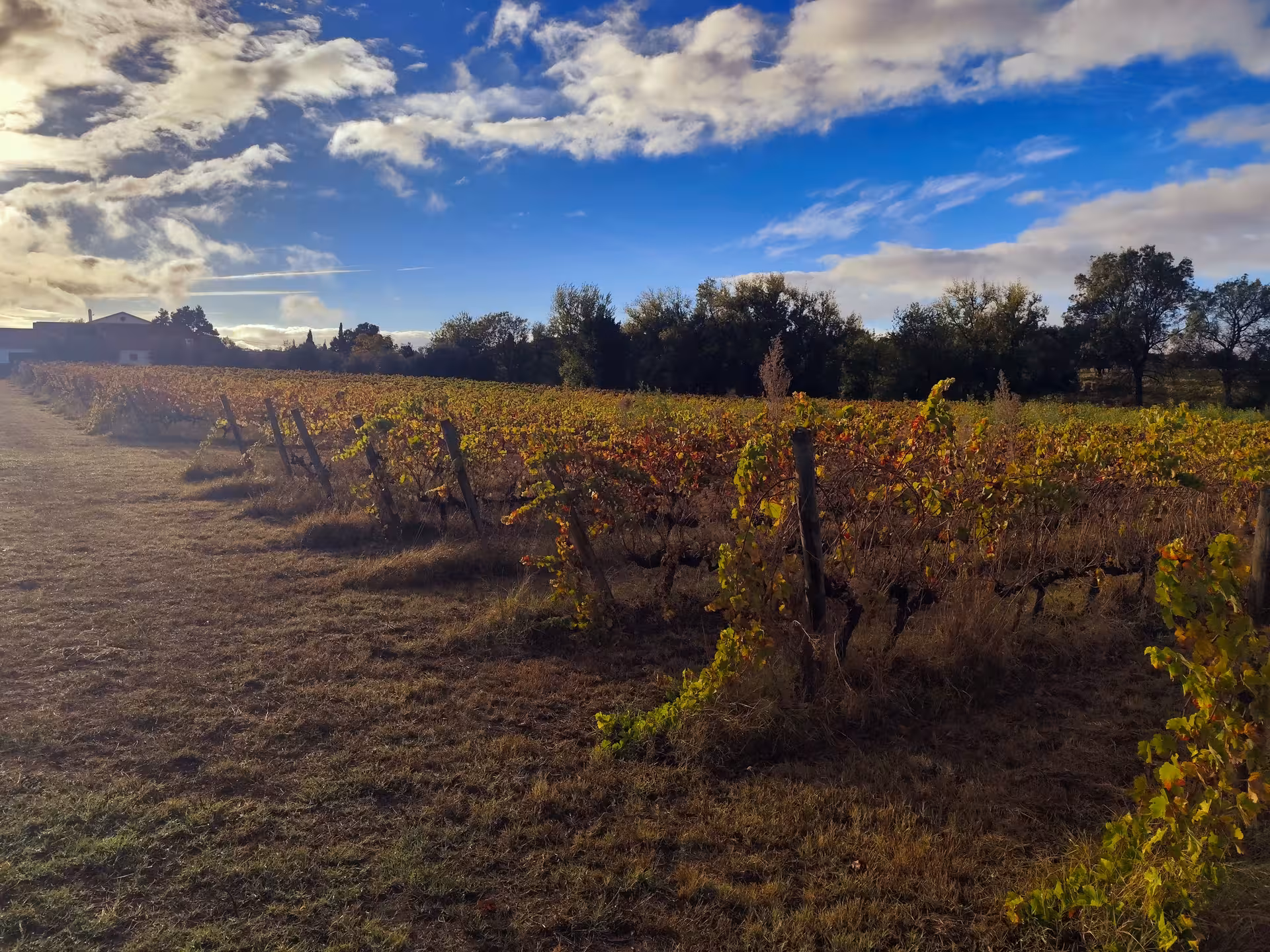 Alentejo vineyard near Évora under blue sky, scenic countryside stop on Évora wine tasting day trip