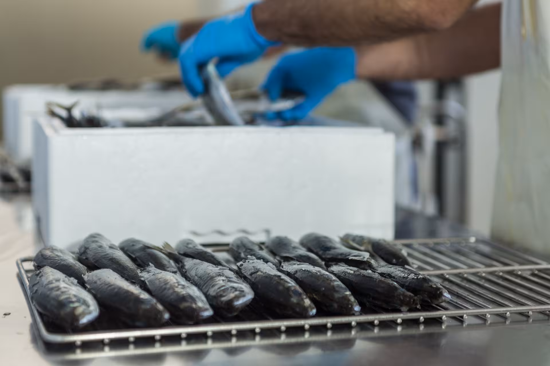 Fresh sardines prepared for Algarve cans and bottles production, workers in gloves arranging fish on metal racks