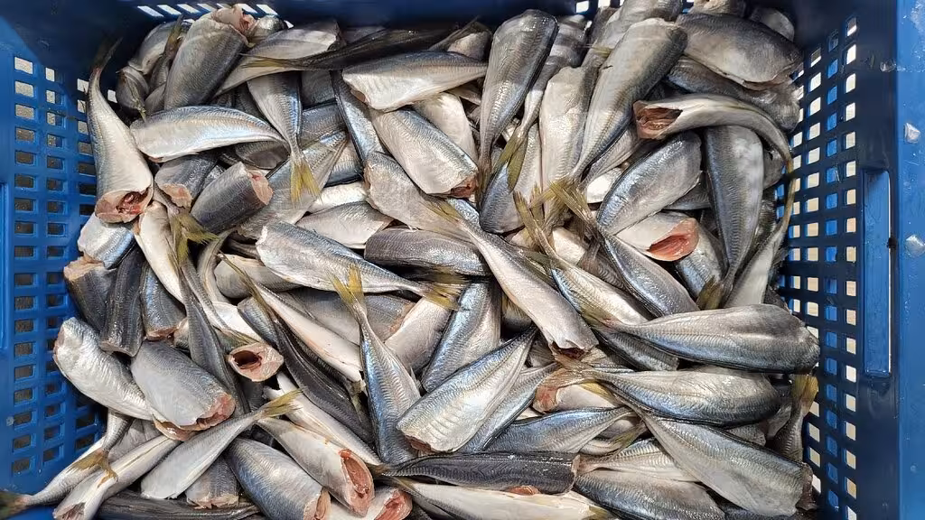 Large crate of freshly cleaned sardines ready for traditional Algarve canning and bottling tour experience