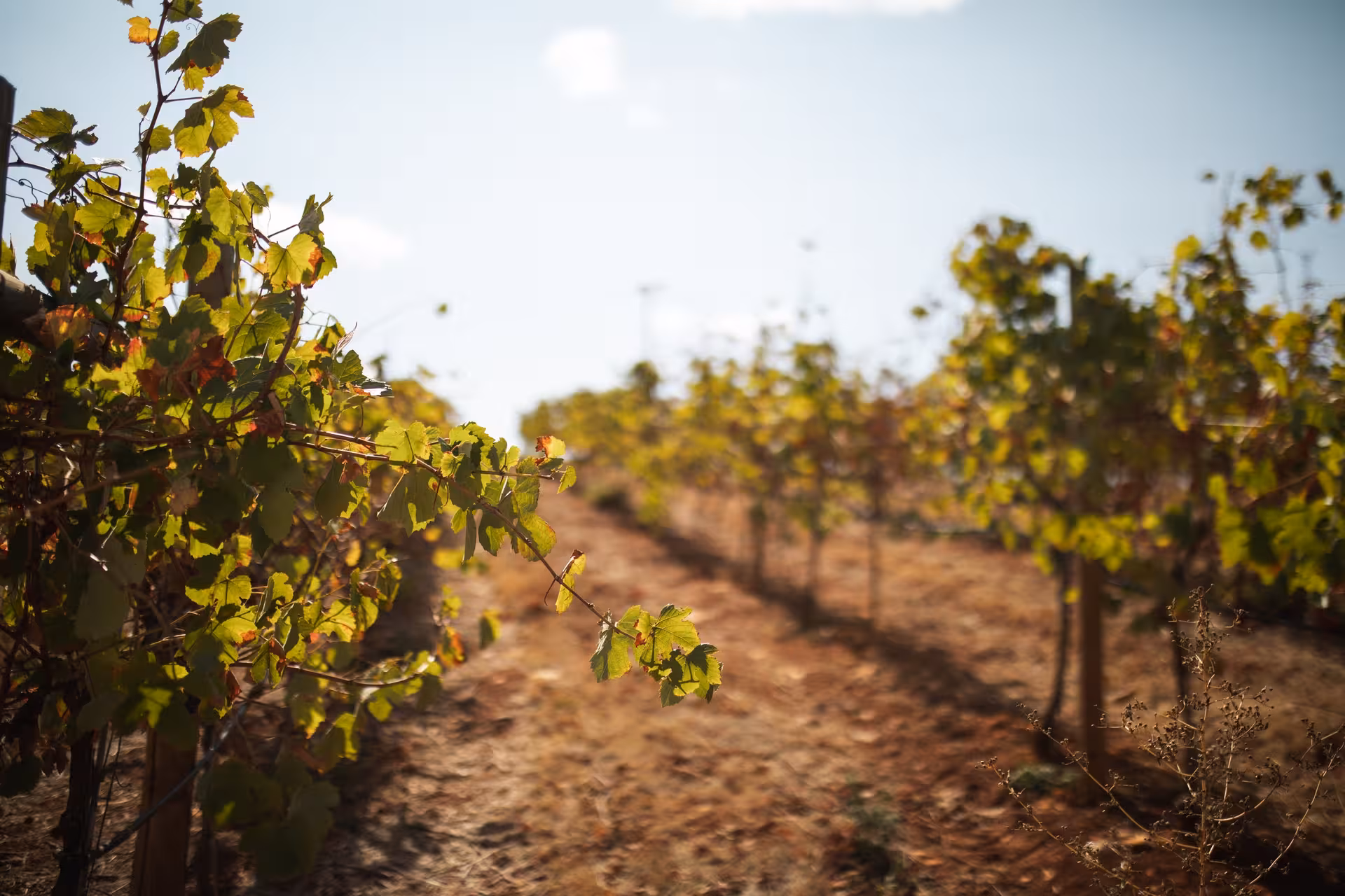 Sunlit Algarve vineyard rows with green grapevines growing in dry red soil, visited on the Algarve Cans & Bottles wine tour