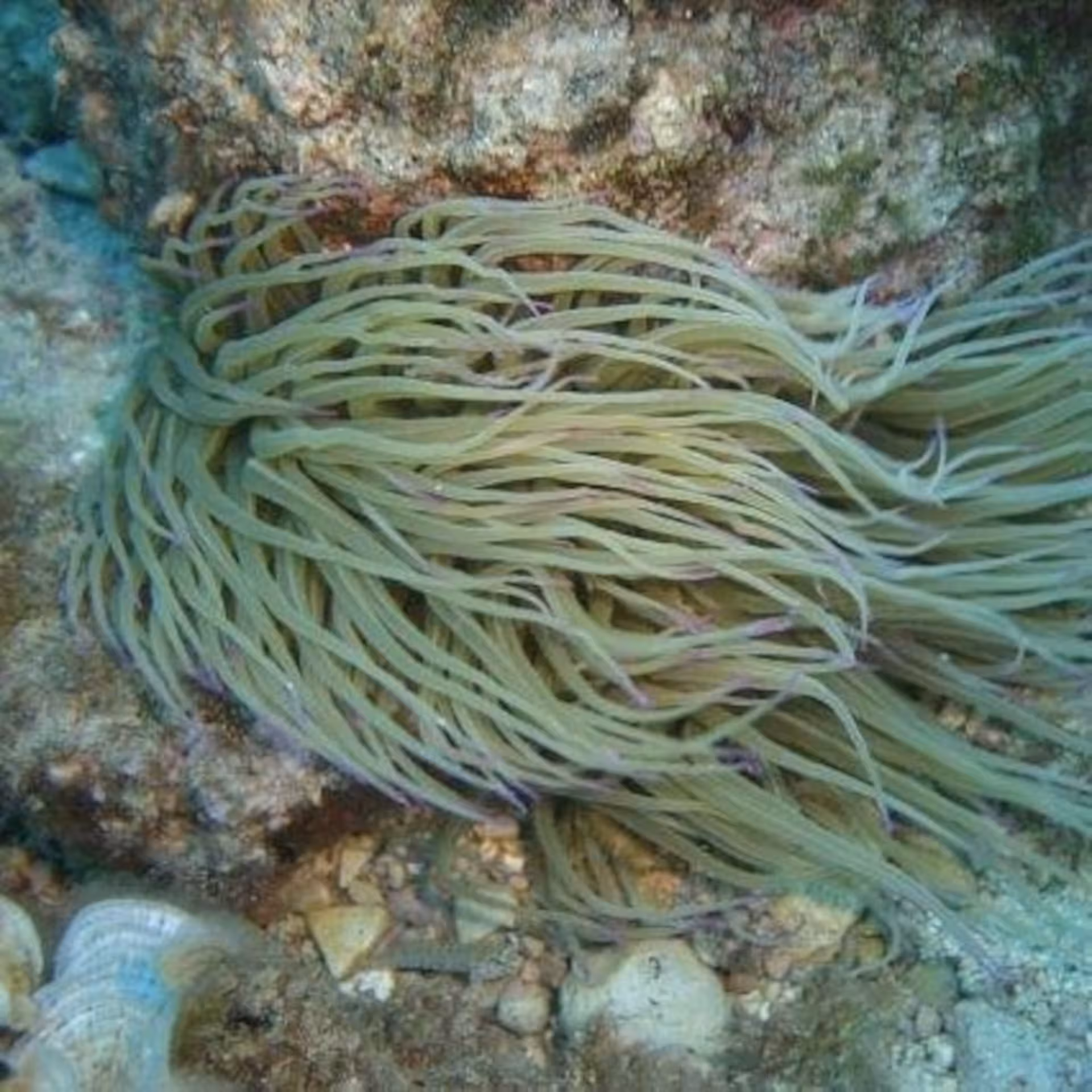 Close-up of sea anemone nestled among rocks in Capo Caccia, showcasing Alghero's rich marine biodiversity.