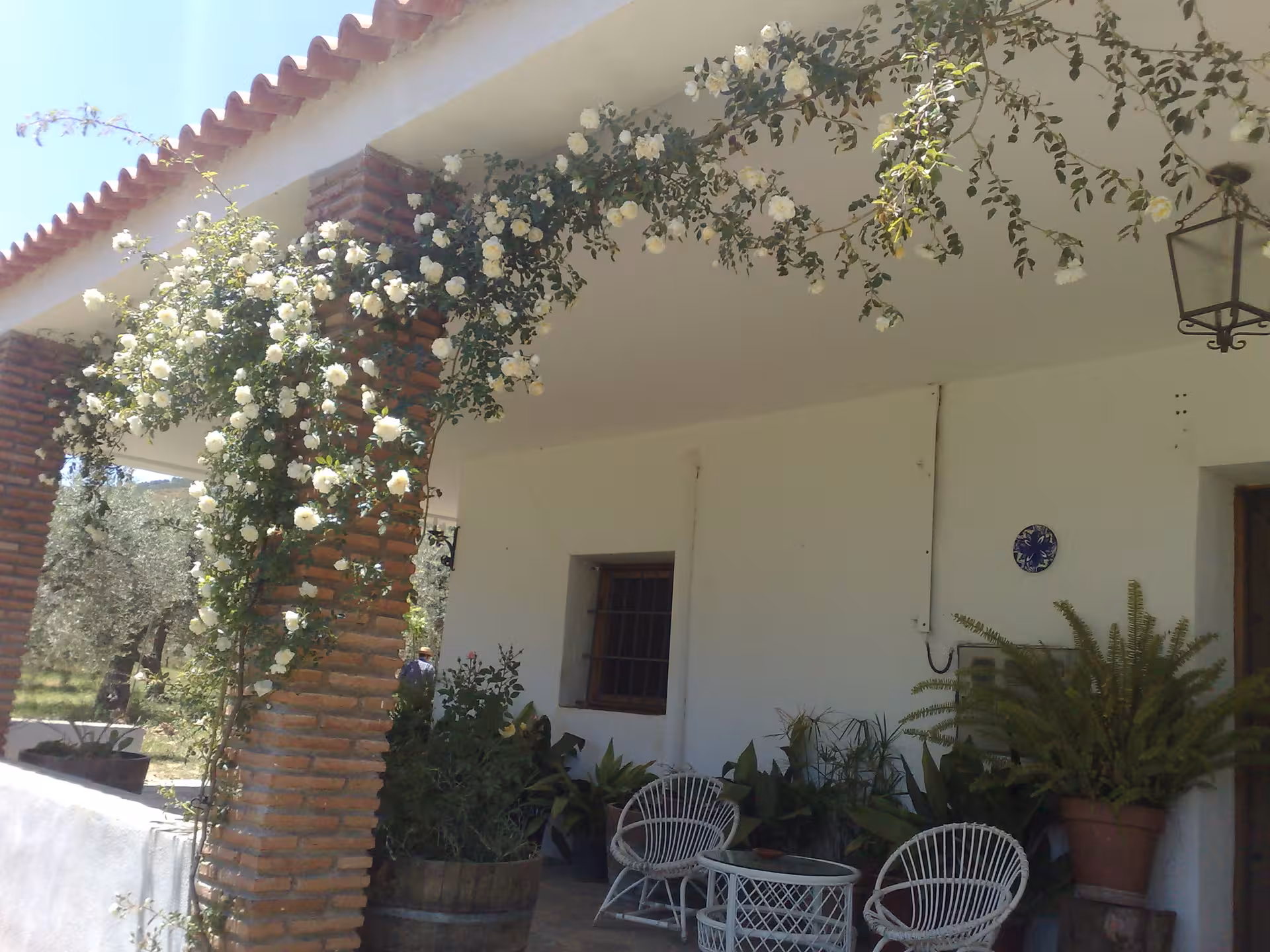 Charming villa porch adorned with climbing roses at a vineyard in Almería, perfect for a relaxing wine tour.