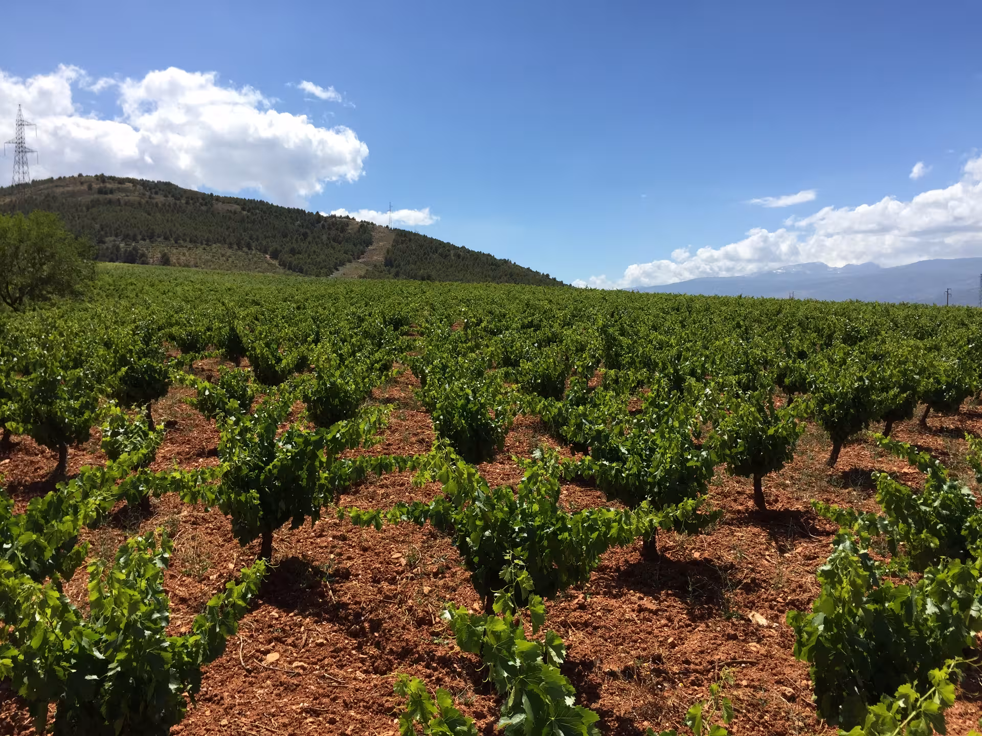 Expansive vineyard in Almería with rows of grapevines stretching towards a scenic hillside under a bright sky.