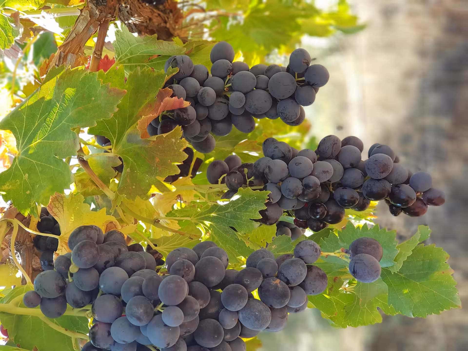 Deep purple grapes clustered on the vine, highlighting Almería's diverse wine varieties for tasting tours.