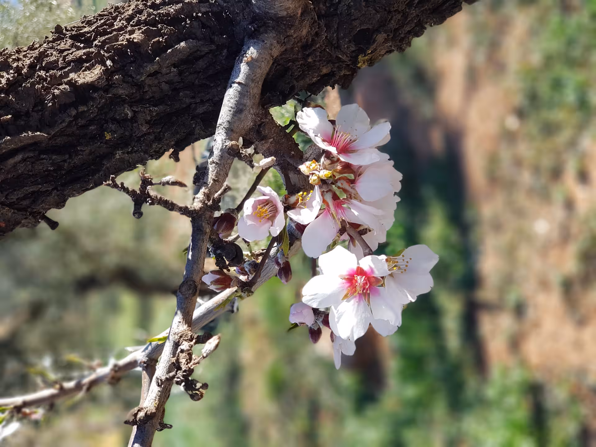 Close-up of blooming almond flowers on a tree branch in Almería, capturing the essence of a scenic wine tour.