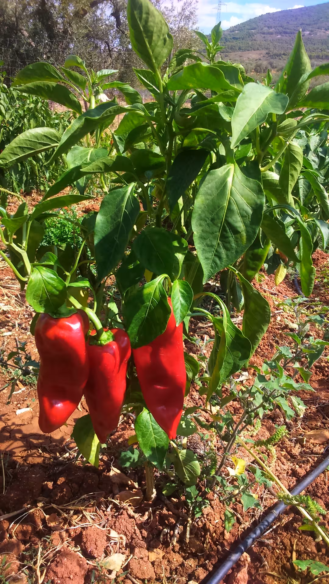 Vibrant red peppers growing under the Almería sun, showcasing the region's agricultural richness.