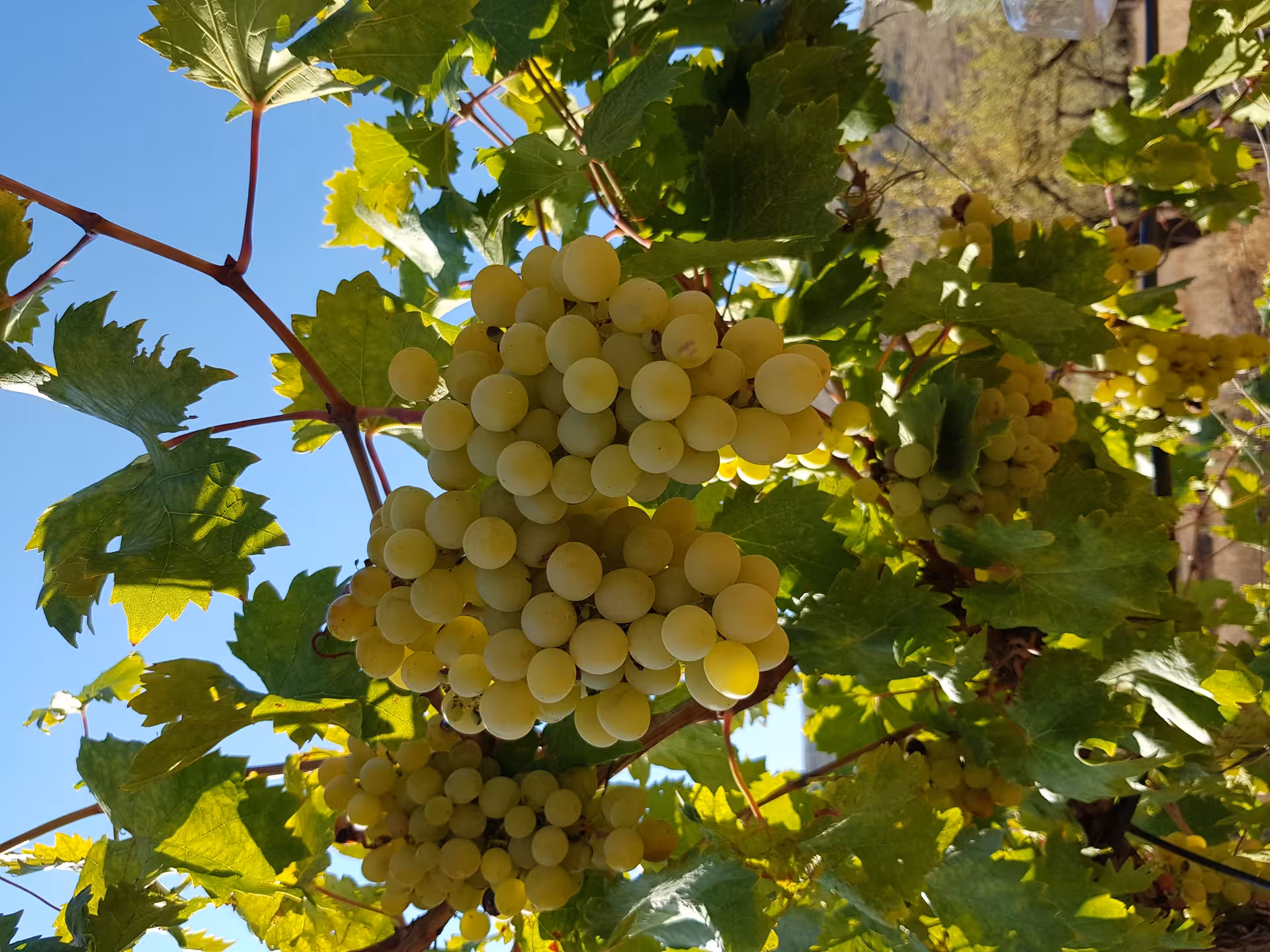 Golden grapes bask in the Almería sun, showcasing the region's rich wine-producing heritage and vineyard tours.