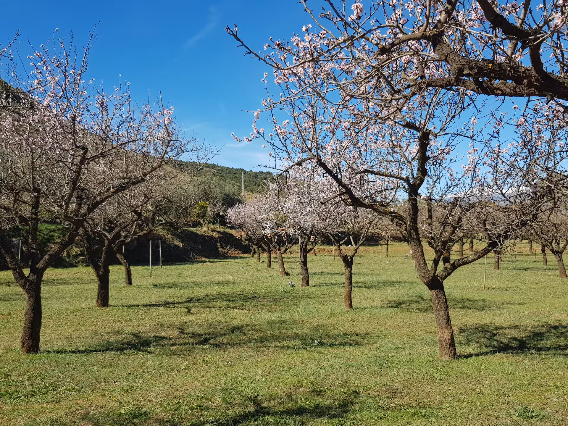Blossoming almond trees in a tranquil orchard setting during a wine tour in Almería.