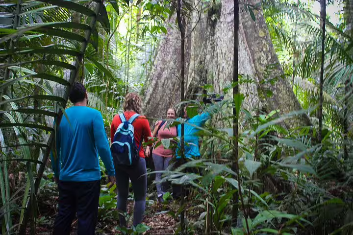 Adventurers exploring lush trails in the Amazon Jungle near a giant tree at Amazon Mamori Lodge.