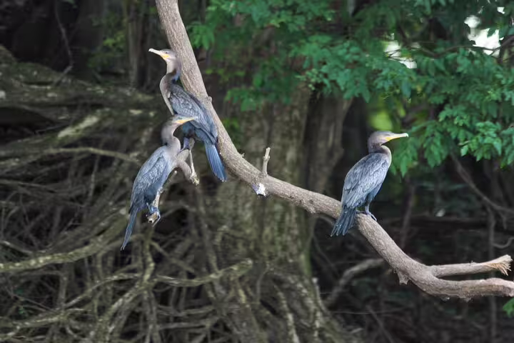 Three cormorants perched on a tree branch in the Amazon Jungle, highlighting the rich birdlife of the area.