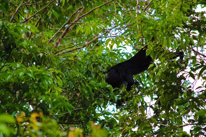 A black monkey moves through lush green jungle foliage during the Amazon Adventure at Mamori Lodge.