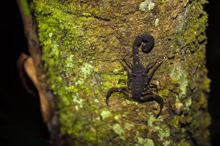 A scorpion camouflaged on a mossy tree trunk, highlighting the unique wildlife found during Amazon jungle tours.