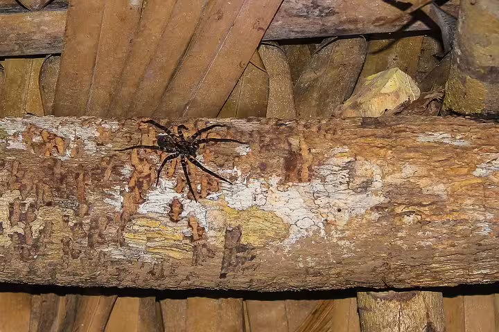 Close-up of a spider on rustic wooden beams at Amazon Mamori Lodge, showcasing the rich jungle biodiversity.