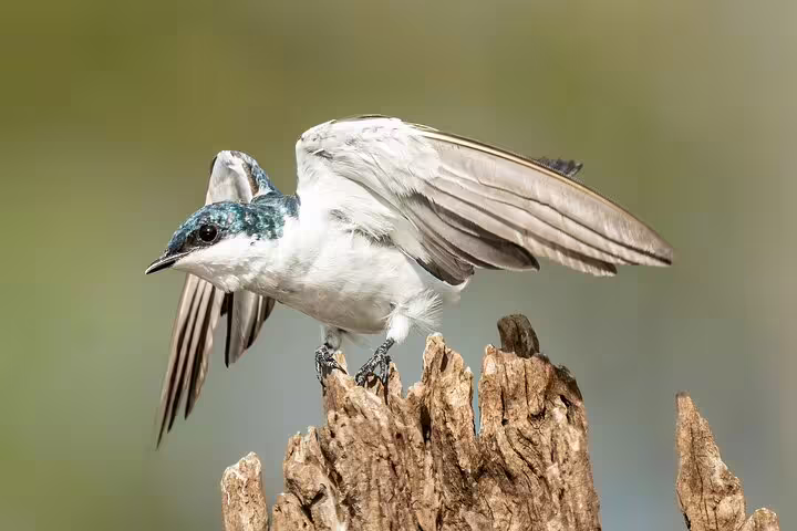 Spot vibrant birdlife during your Amazon adventure as a white-winged bird perches gracefully on a tree stump.