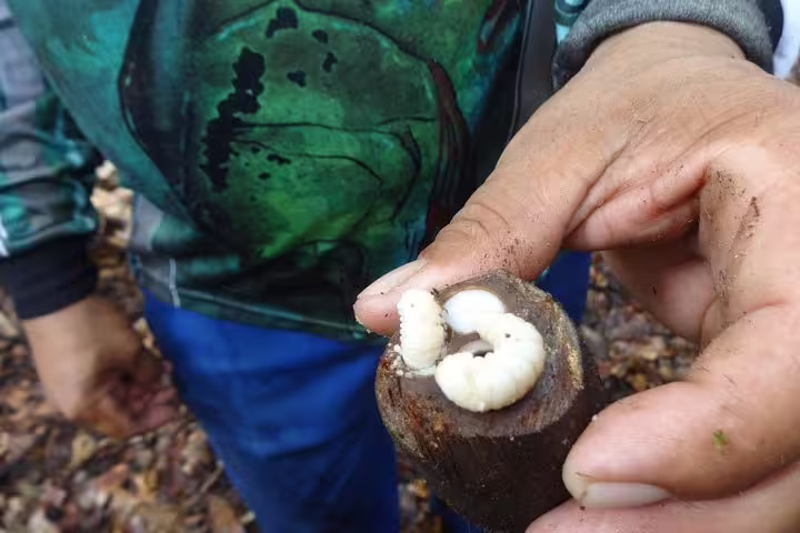 Close-up of Amazonian guide showcasing local delicacy of edible larvae during Amazon Jungle Experience tour.