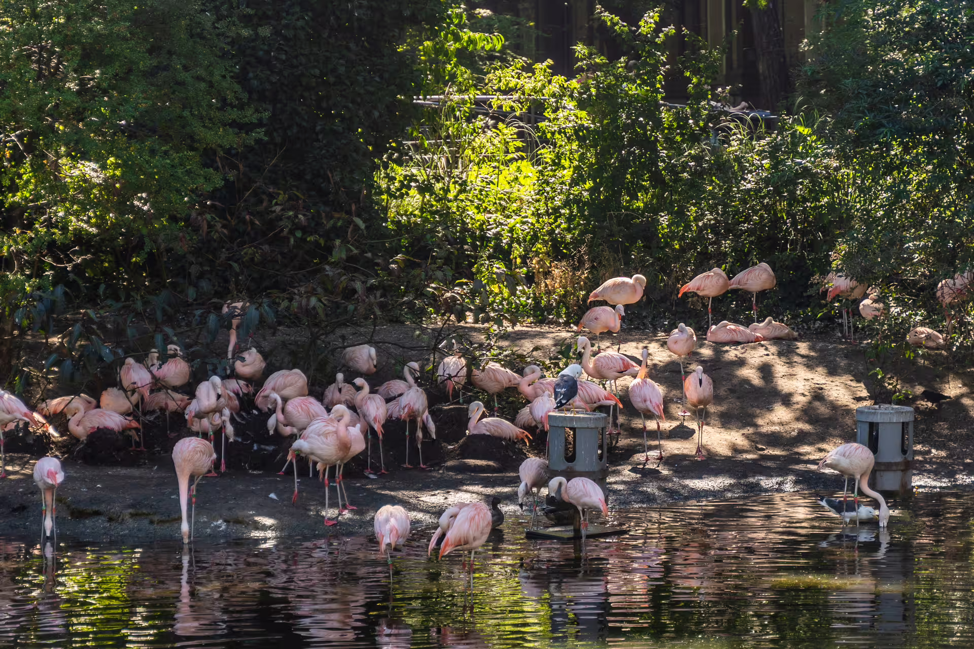 A flock of flamingos gather by a tranquil pond in lush greenery, offering a scenic view on the countryside private bike tour.
