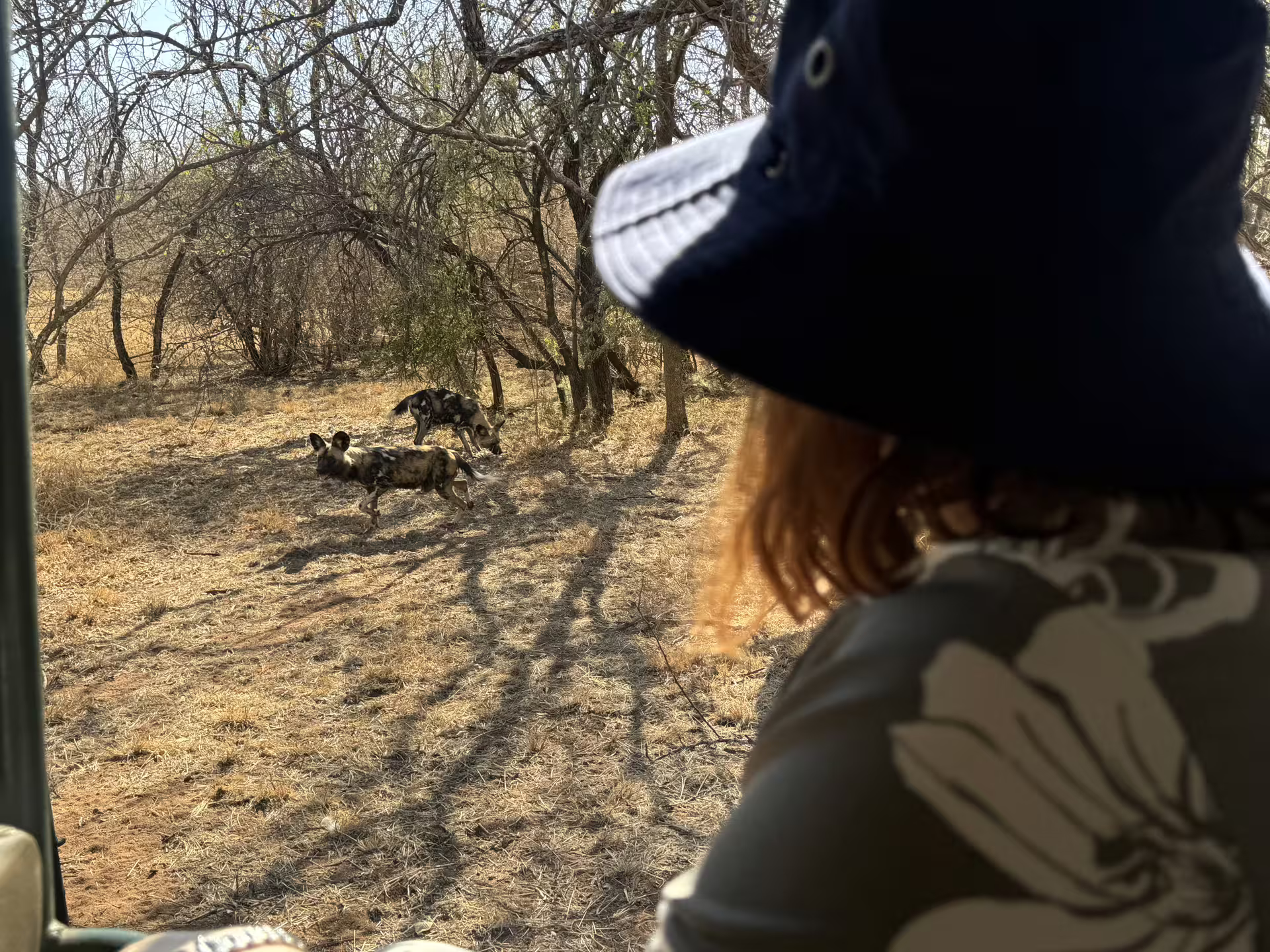 Client viewing wild dogs from open safari vehicle