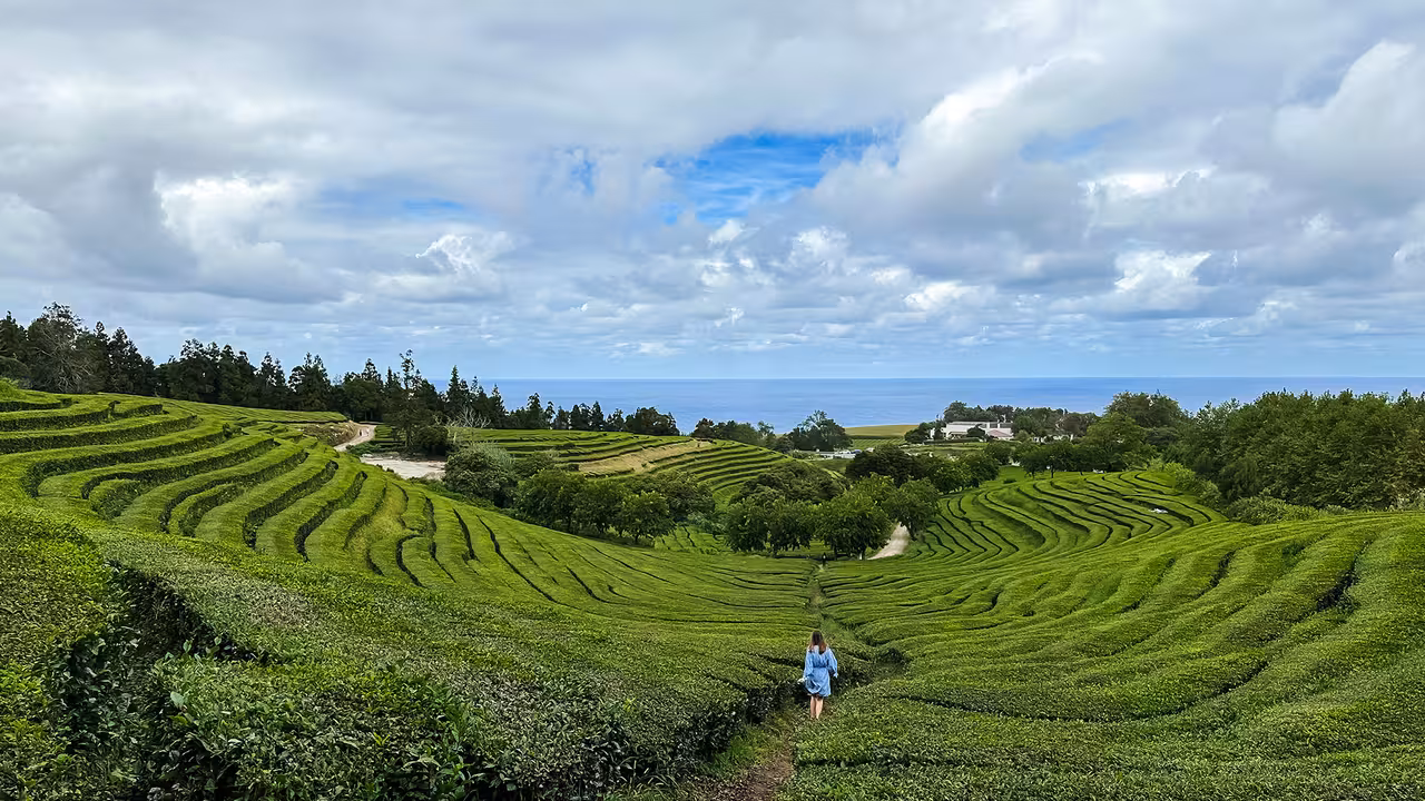 Hiker walking through lush green tea terraces on the HIKE Lomba de São Pedro - Moinhos Félix trail with Atlantic Ocean views