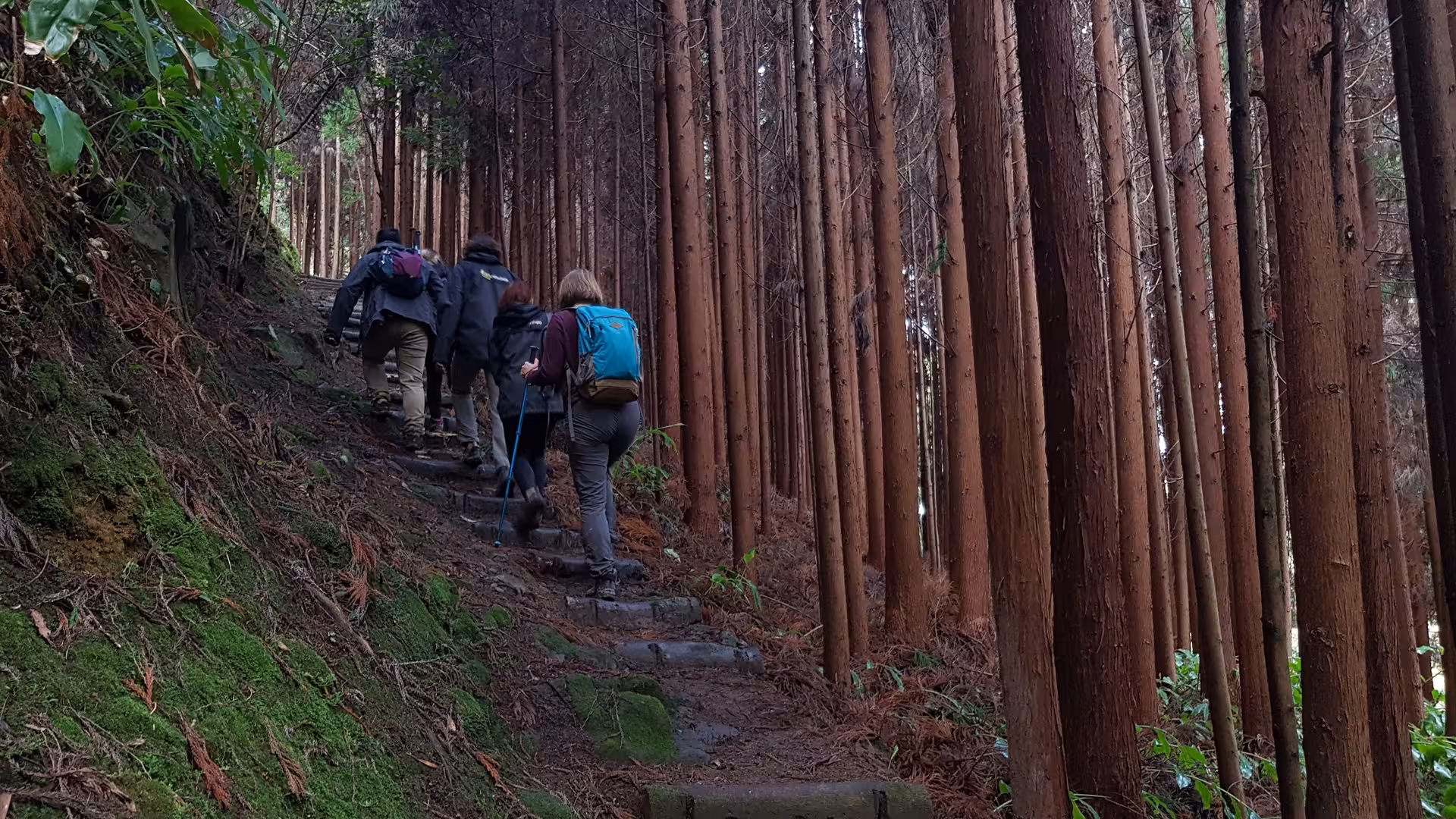 Small group trekking up stone steps through dense cedar forest on the HIKE Lomba de São Pedro - Moinhos Félix route