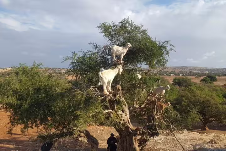 Argan tree goats stop on Essaouira private day trip from Marrakech, scenic countryside photo stop