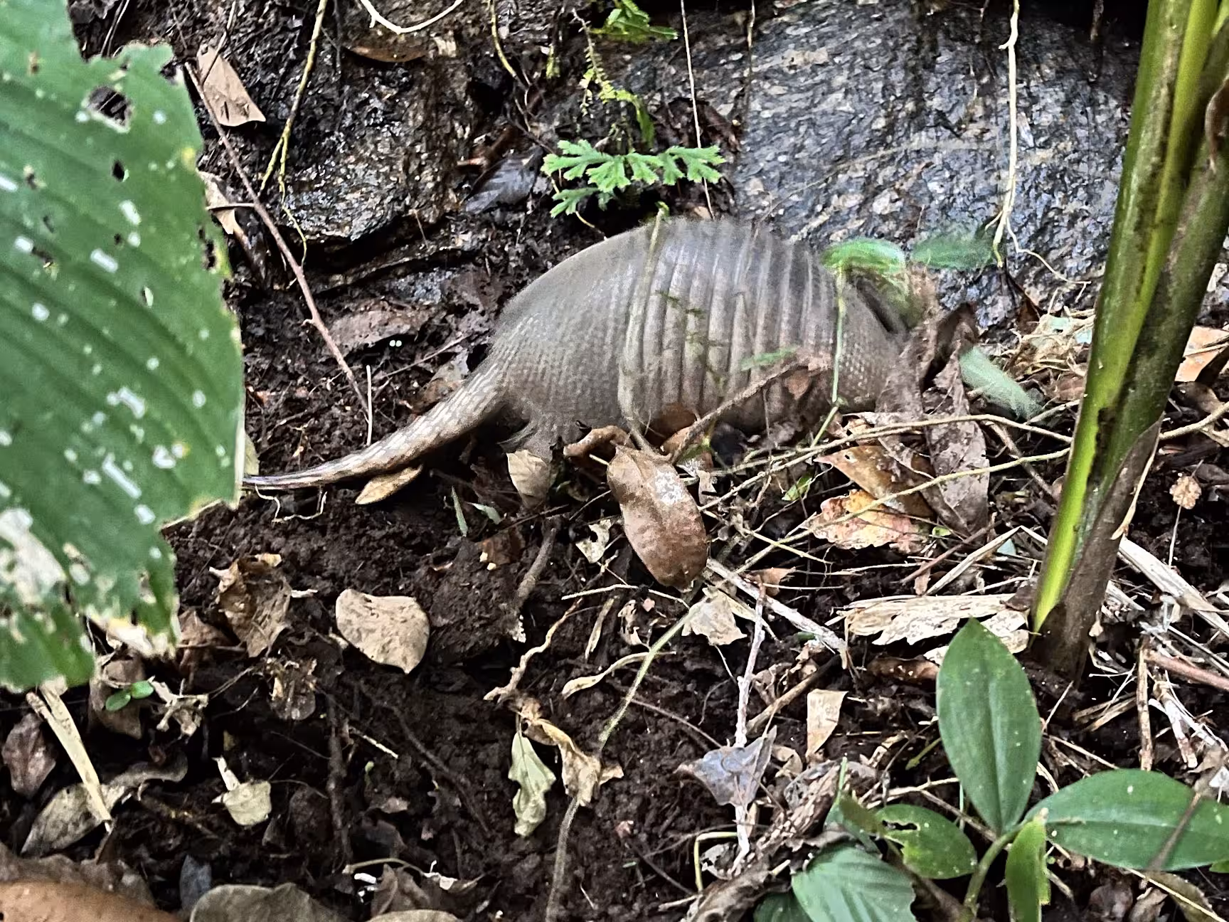 Nine-banded armadillo on forest floor in Tijuca National Park, a wildlife highlight on Rio mountain bike tour