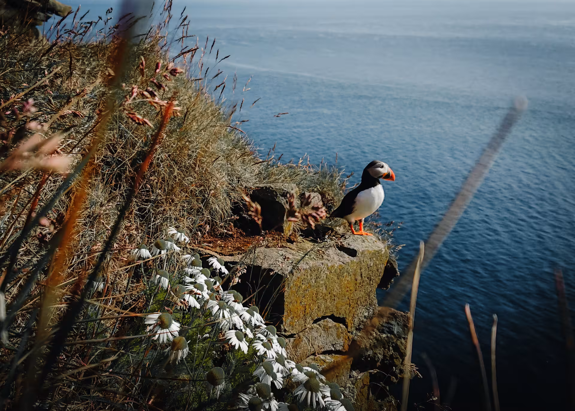 Atlantic puffin perched on Iceland cliff above the sea, wildlife stop on Adventure Diamond Circle Tour