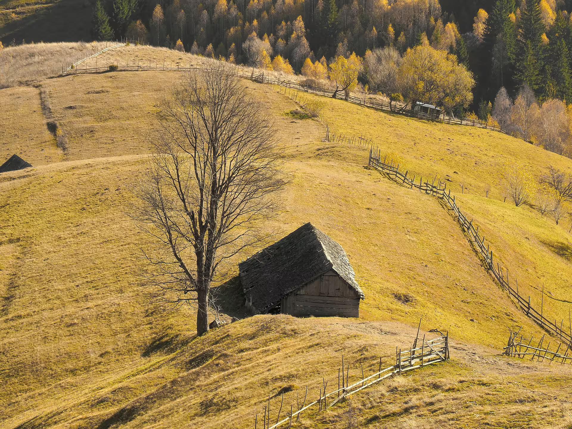 Old wooden barn and bare tree on golden hillside meadow with autumn forest in rural Romanian mountains