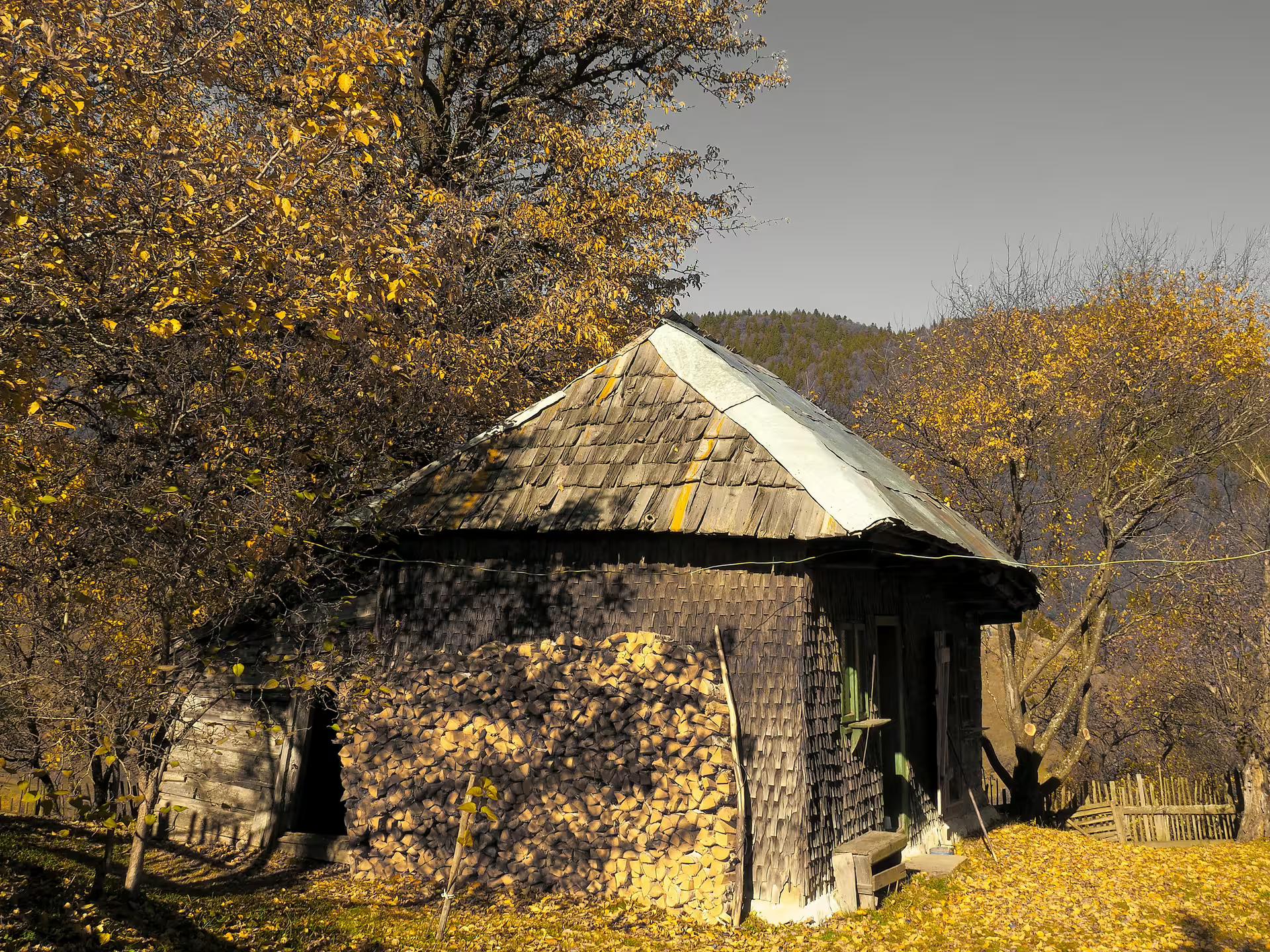 Rustic wooden shingle hut with stacked firewood surrounded by golden autumn trees in Romanian mountain village