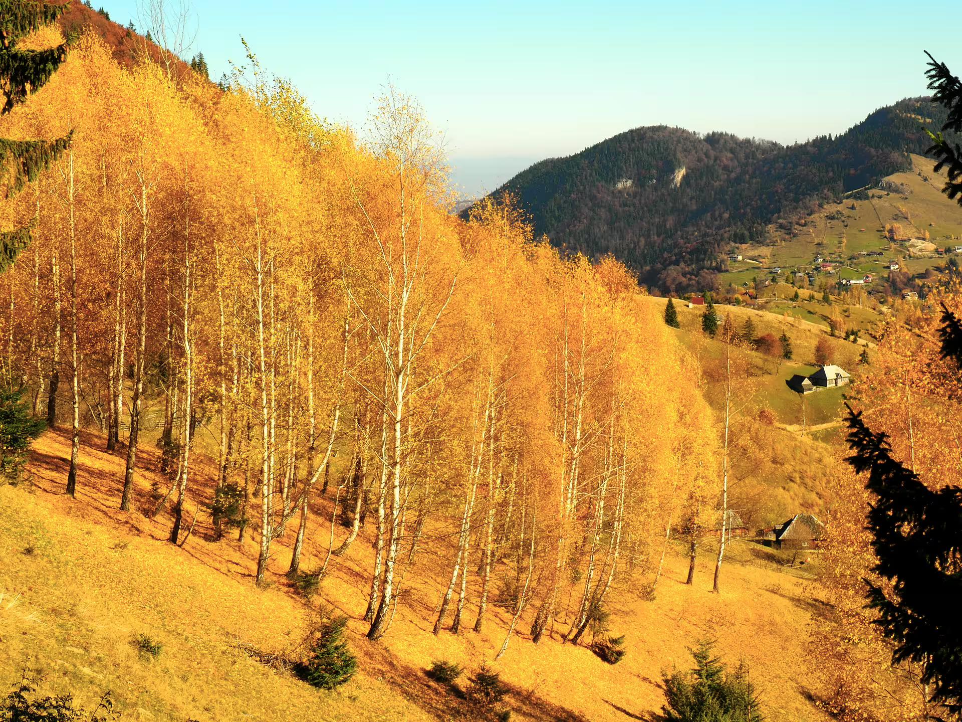 Golden birch trees on a sunny autumn hillside with Romanian mountain village and valleys in the background