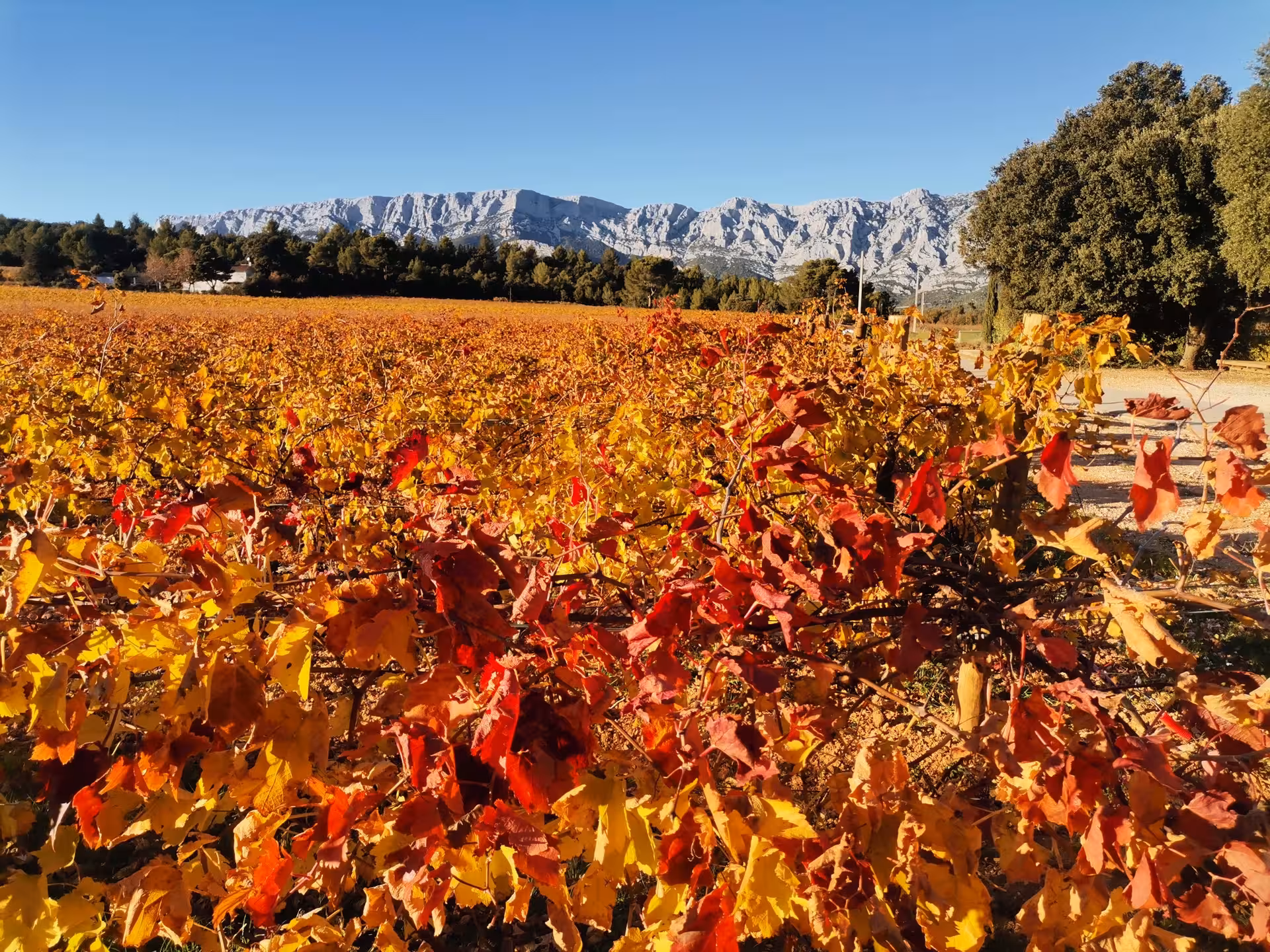 Autumn vineyards in Coteaux d'Aix-en-Provence with Sainte-Victoire Mountain backdrop on a Provence wine tour