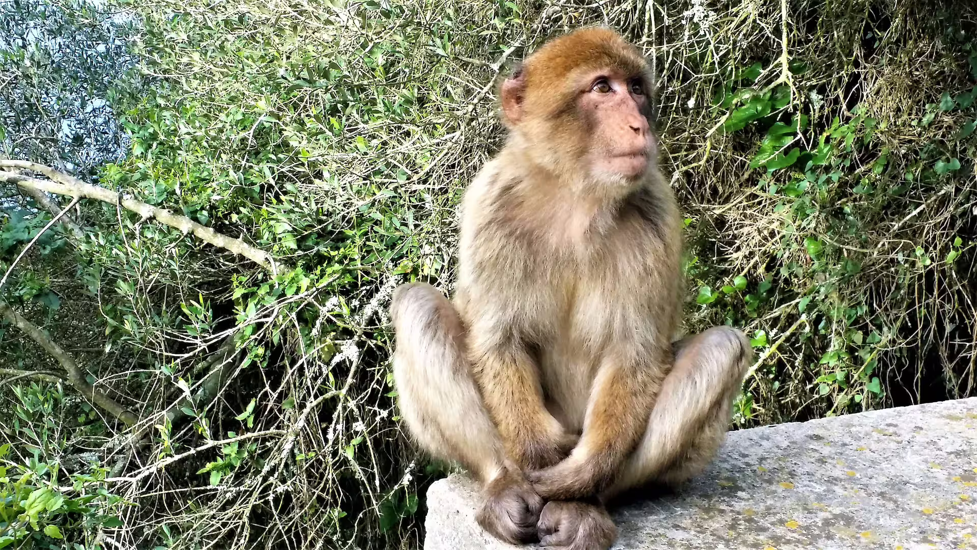 Barbary macaque sitting on a stone ledge in Gibraltar Nature Reserve on a private day trip from Costa del Sol