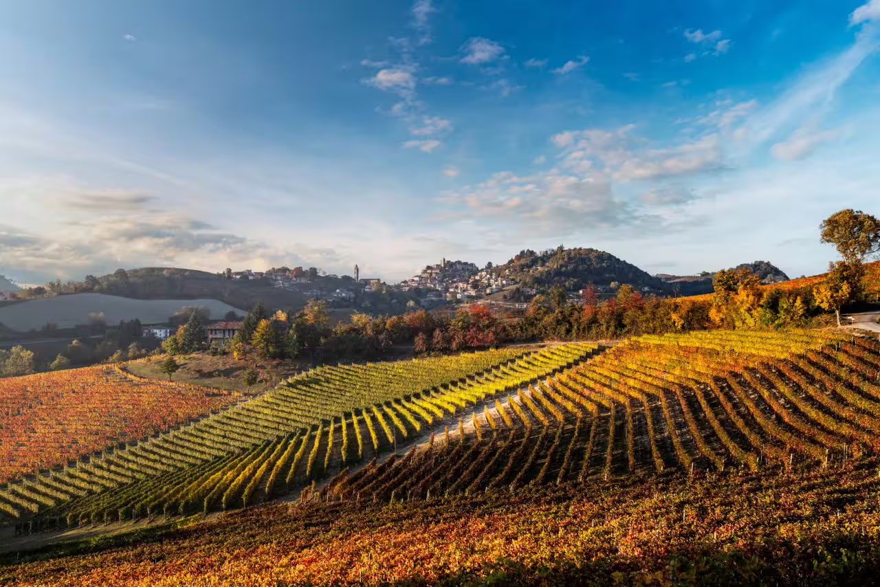 Panoramic view of Barolo vineyards with lush rows and distant hilltop village under a bright blue sky.